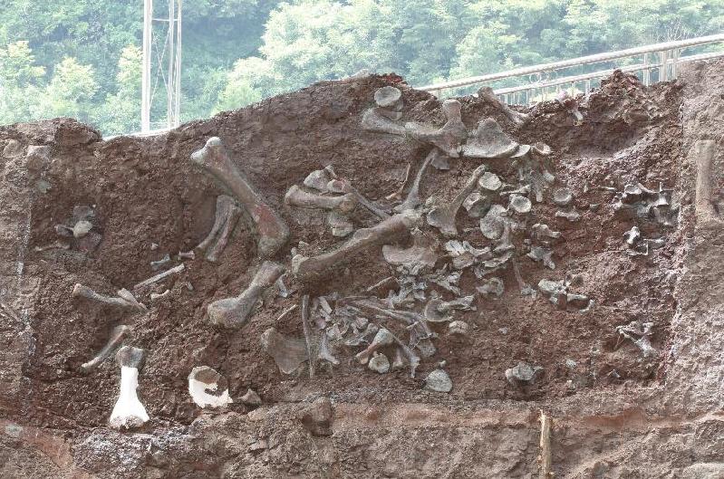 “侏羅紀(jì)公園”即將問(wèn)世？重慶見(jiàn)證我國(guó)新的“恐龍動(dòng)物群” 產(chǎn)生